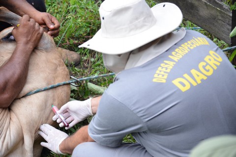 Governo do Amapá inicia estudo soroepidemiológico para obter certificação internacional de livre da aftosa sem vacinação